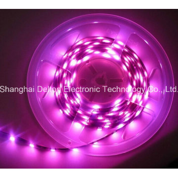 SMD5050 10mm CE Approved Flexible LED Strip Light